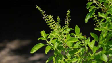 Photo of तुलसी की पत्तियां खाने के हैं गजब के फायदे