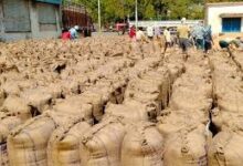 Photo of रबी फसलों की खरीद 7 अप्रैल से शुरू, किसानों को पंजीकरण कराने की अपील