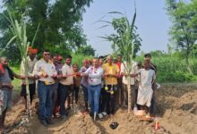 Photo of मलौना में मानसून गन्ना प्लांटिंग कार्यक्रम आयोजित