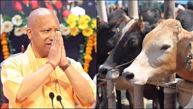 Photo of योगी सरकार में गोवंश संरक्षण को मिला आर्थिक संबल, मंडी परिषद का बजट नौ वर्षों में 15 गुना से अधिक बढ़ा